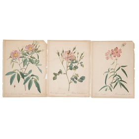 Three Vintage Rose Prints.