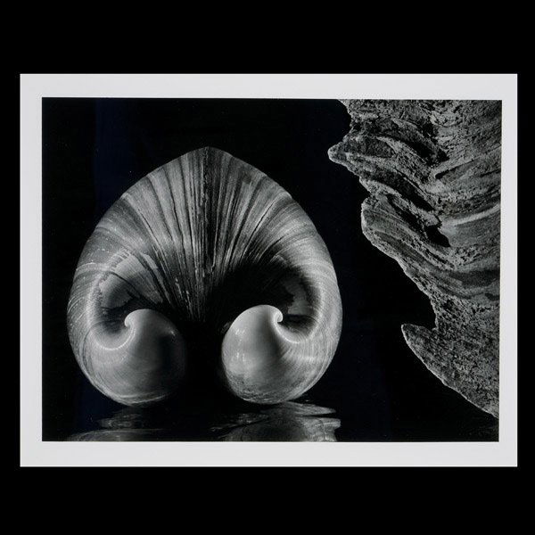 RUTH BERNHARD Shell & Driftwood: RUTH BERNHARD (American 1905-2006) Shell & Driftwood Gelatin silver print 8.5 x 11 inches/ 21.5 x 28 centimeters Frame: 16.25 x 20.25 inches/ 41.3 x 51.5 centimeters PROVENANCE: Private Collection, Ho