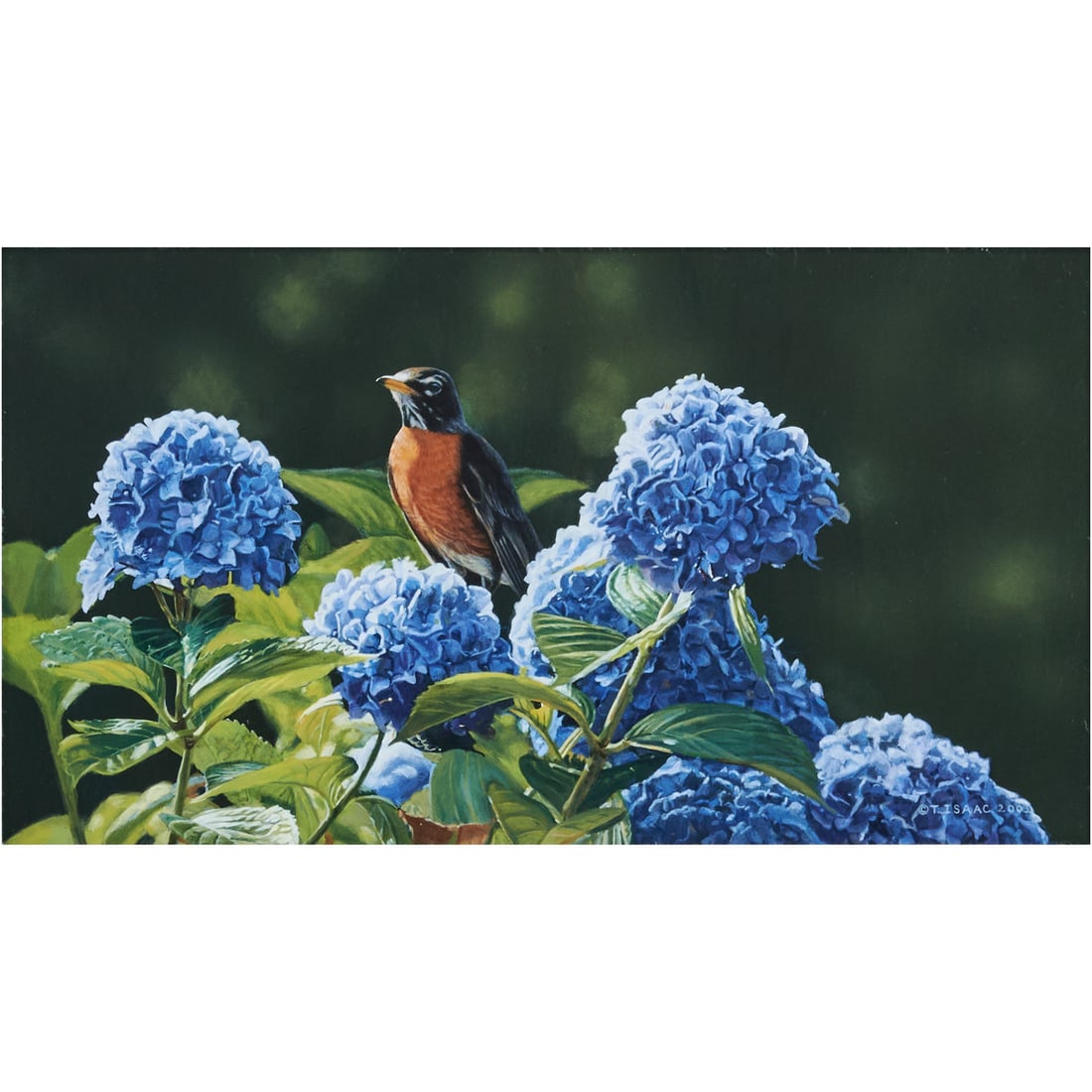 Terry Isaac, Robin in Hydrangeas, acrylic: TERRY ISAAC (American/OR, 1958-2019), Robin in Hydrangeas, acrylic on masonite, (approximate dimensions - sight: 8-5/8 x 15-3/4 inches), signed and dated lower right. Provenance: Glenshaw Estate. Cond