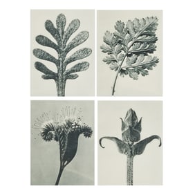 Karl Blossfeldt, Unformen der Kunst, four photogravures