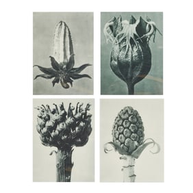 Karl Blossfeldt, Unformen Der Kunst, four photogravures