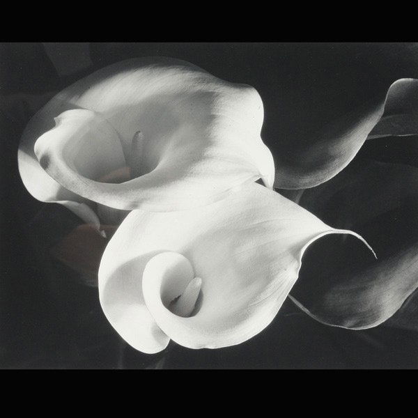 Imogen Cunningham "Two Callas" Gelatin Silver: IMOGEN CUNNINGHAM (American 1883-1976) Two Callas Gelatin silver print 13.25 x 10.25 inches/ 33.5 x 26 centimeters Embossed signature lower right Frame: 25 x 19.25 inches/ 63.5 x 48.9 centimeters PROV