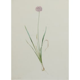 Pierre Joseph Redoute, Allium, watercolor and pencil