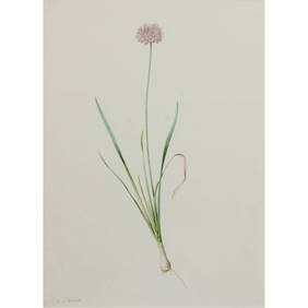 Pierre Joseph Redoute, Allium, watercolor and pencil (1 of 4)