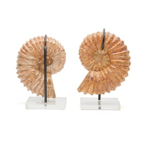 Two Ammonite Fossil Specimens on Stands