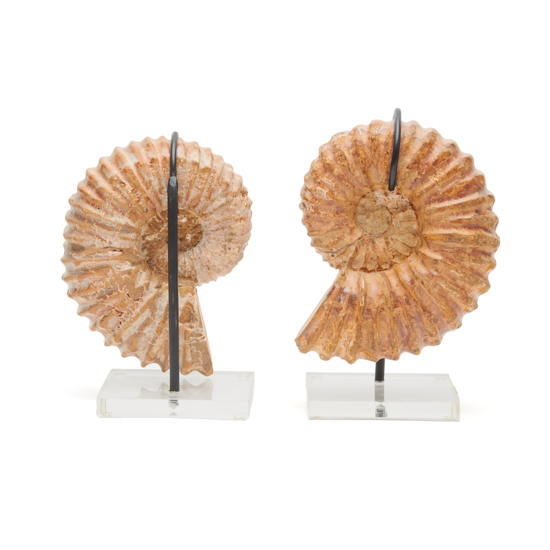 Two Ammonite Fossil Specimens on Stands (1 of 4)