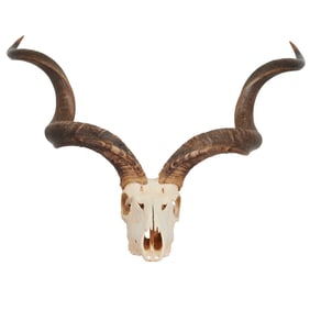 African Kudu Skull with Horns