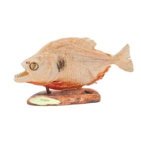 Taxidermy Biting Piranha Mounted on Wooden Base