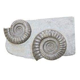 Large Double Ammonite Fossil Specimen