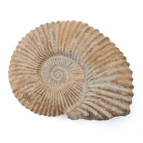 Large Ammonite Fossil Specimen