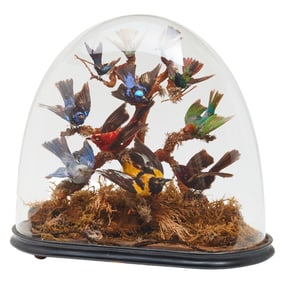 Victorian Taxidermy Bird Display
