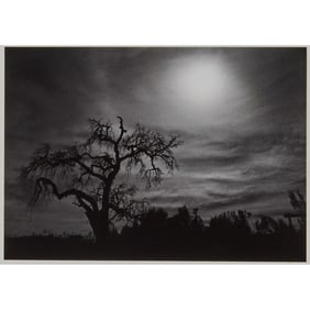 Michael Kenna, Oak Tree, Photograph