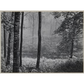 Paul Caponigro, Redding Woods, Photograph