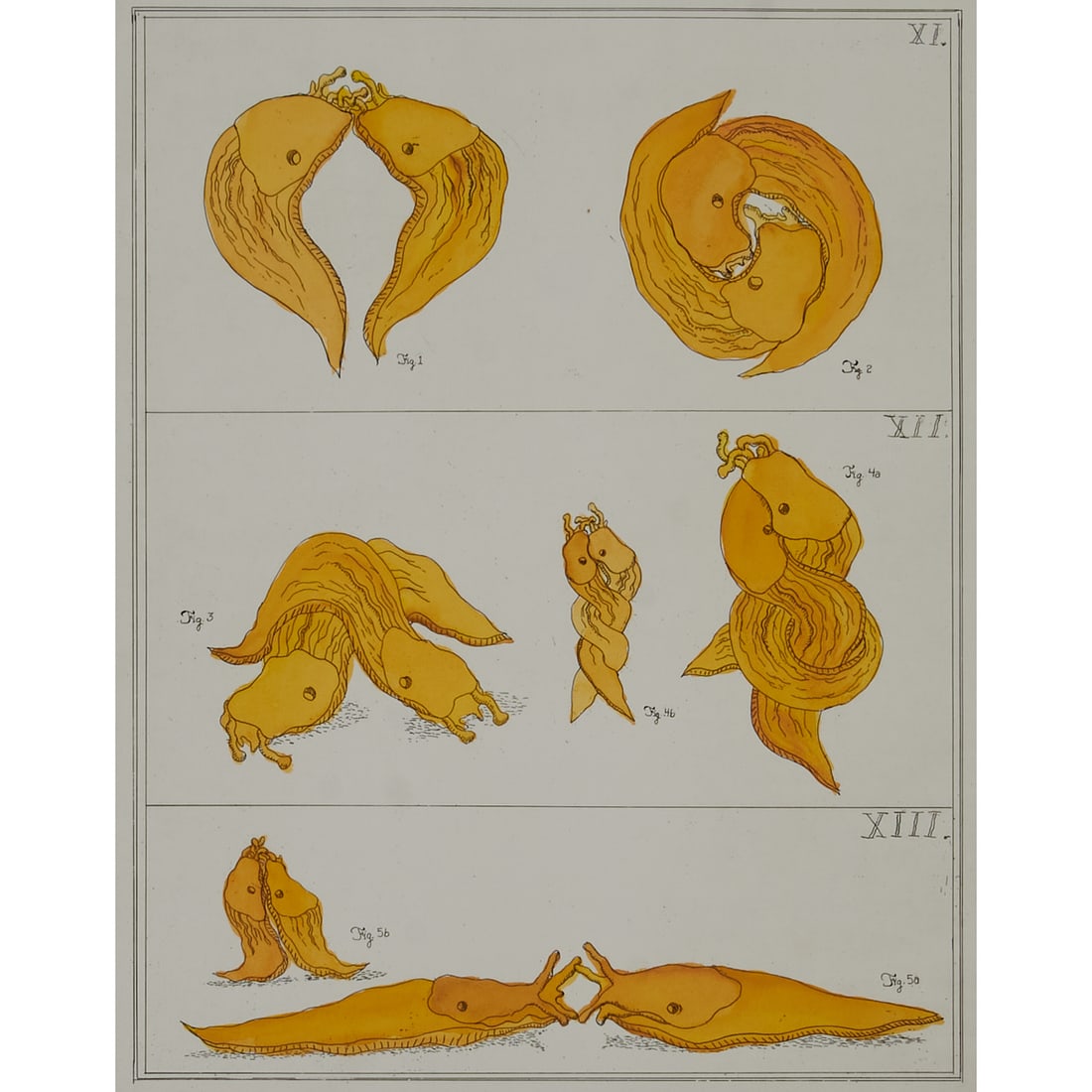 David Gilhooly, Banana Slug, Colored Etching: David James Gilhooly III(American, 1943-2013), Banana Slug, 1989, colored etching on Arches, with watermark at lower right, [approximate dimensions - sight: 17 3/4; H x 13 5/8; W, sheet: 29 3/4; H x 2