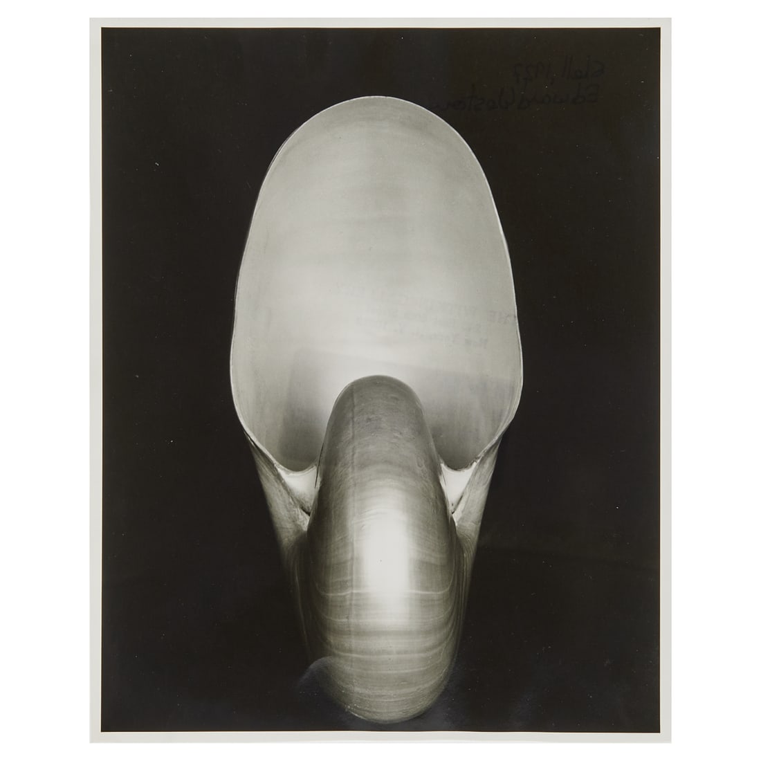 Edward Weston, Shell, Photograph: Edward Weston (American, 1886-1958), Shell, 1927, printed later by Cole Weston, gelatin silver print,[approximate dimensions - sheet: 9 3/4"; H x 7 3/8"; W], annotated and gallery stamp at verso. Note