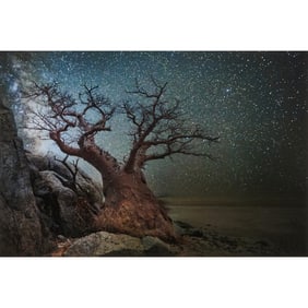 Beth Moon, Lyra from Ancient Skies and Ancient Trees, Photograph