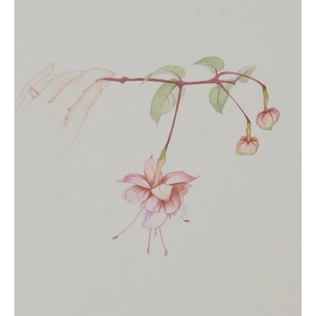 Beth Van Hoesen, Fuchsia in Hand, Lithograph: Beth Van Hoesen (American, 1926-2010), "Fuchsia in Hand," lithograph, 1988, [approximate dimensions - plate: 12 5/8" H x 11 1/2" W, sheet: 18" H x 16 1/2" W], titled, annotated Pr. P 1/11 (publisher&#