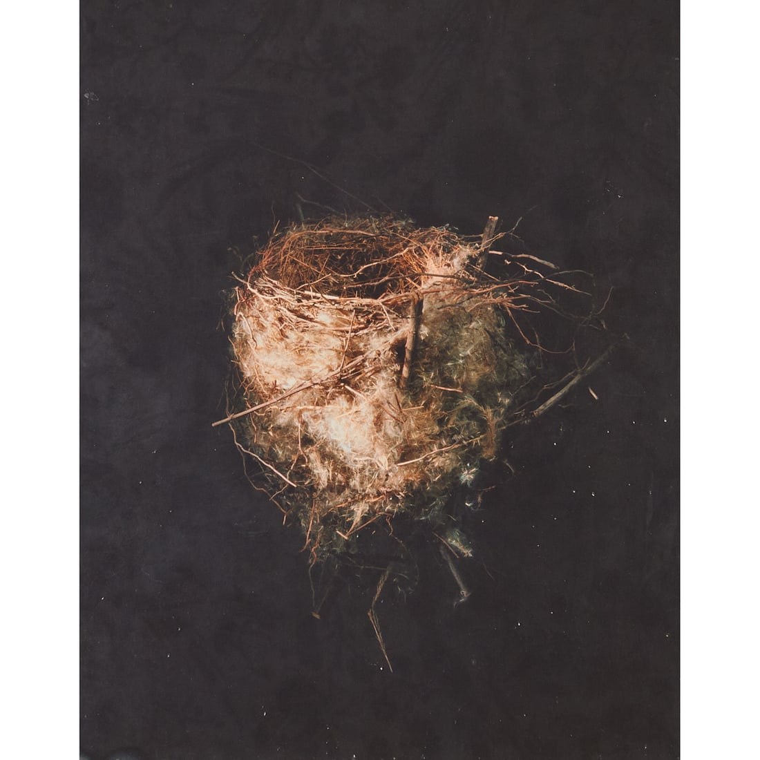 Richard Barnes, Long Tailed Shrike, Inkjet Print: Richard Barnes (American, 20th/21st century), "Long Tailed Shrike," 2000, edition 7/36,archival inkjet pigment print,[approximate dimensions - sheet: 13 3/4" H x 11" W], signed, titled, and dated