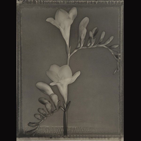 TOM BARIL "Freesia" Gelatin silver print: TOM BARIL (American b.1952) Freesia, 1996 Gelatin silver print, mounted 13 x 10 inches/ 33 x 25.5 centimeters Signed in pencil lower right "Tom Baril" Numbered lower left "17/25" Included in lot: Orig