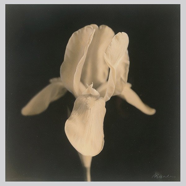 KATE BREAKEY "White Bearded Iris, II" : KATE BREAKEY (American 20th Century) White Bearded Iris, II Hand colored sepia toned print 19.5 x 19.5 inches/ 49.5 x 49.5 centimeters Signed lower right "K. Breakey" Series: "Naturagraphia, 7/50" Inc