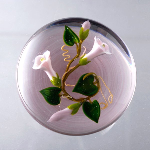 Paul Stankard Morning Glory Paperweight: Paul Stankard Morning Glory Paperweight on a Dusty Pink Ground, S signature cane incised "A260 1984". {Height 2 inches; diameter 3 inches}