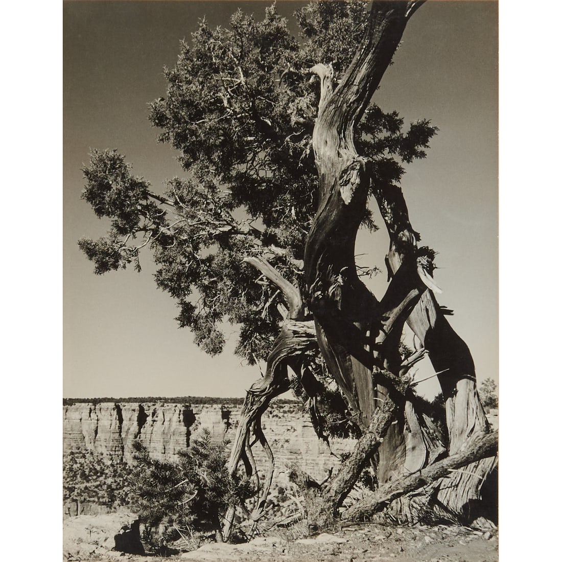 Morley Baer (American, 1916-1995), Desert Juniper, gelatin silver print, [approximate dimensions - (1 of 4)