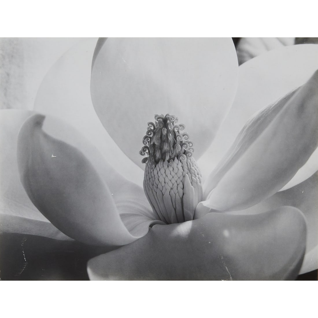 Imogen Cunningham (American, 1883-1976), Magnolia Blossom,.1925, [approximate dimensions - sheet: 9 (1 of 4)