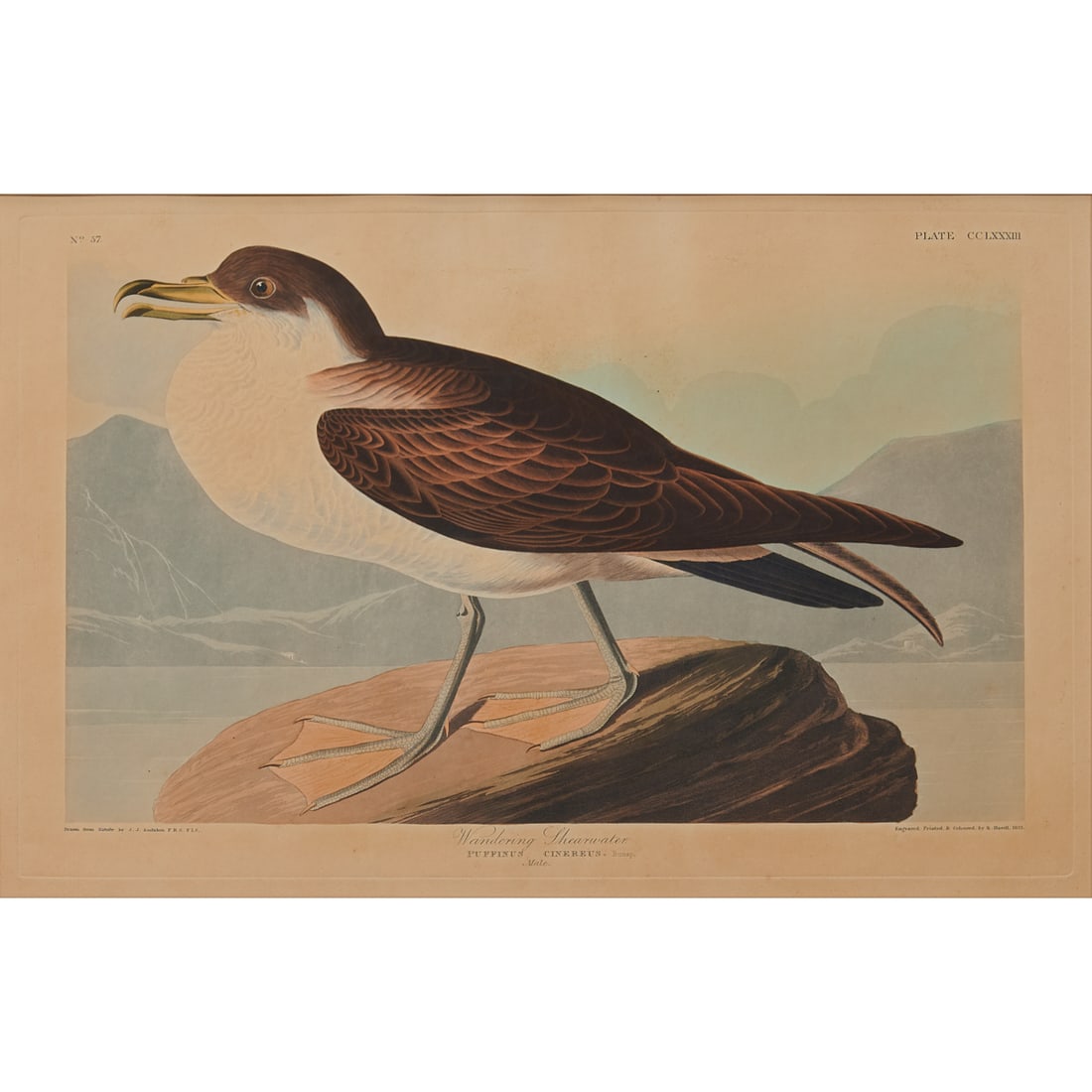 John James Audubon, Wandering Shearwater, Hand-Colored Engraving: John James Audubon (American, 1785-1851), "Wandering Shearwater," 1836, (Puffinus Cinereus. Bonap. Male), No. 57, Plate CCLXXXIII (283), 'Drawn from Nature by J.J. Audubon FRS. FLS.' and 'Engraved. Pr