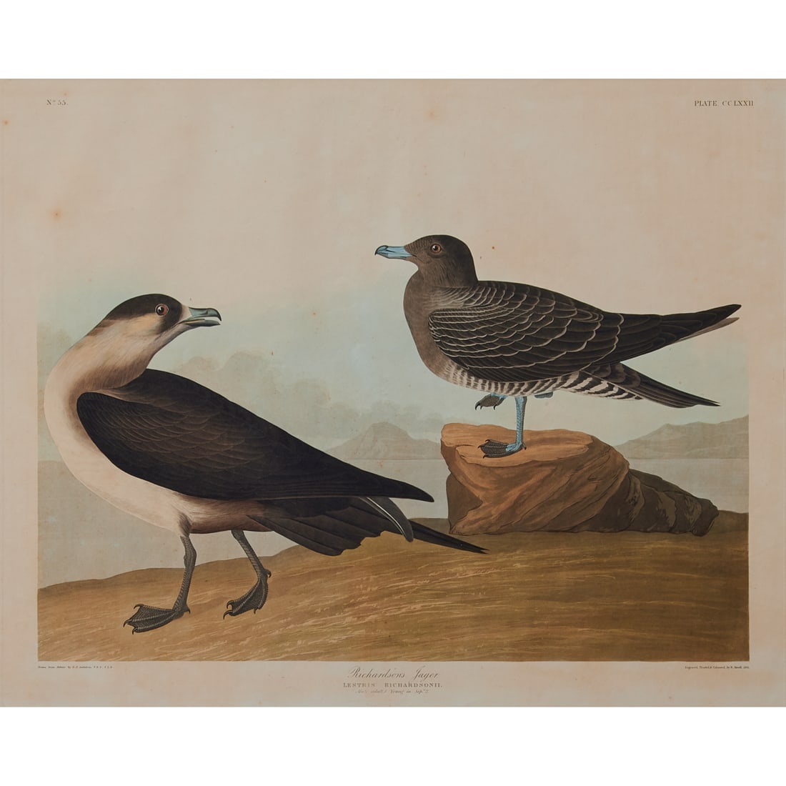 John James Audubon, Richardson's Jager, Hand-Colored Engraving: John James Audubon (American, 1785-1851), "Richardson's Jager," 1835, (Lestris Richardson. Male Adult 1. Young in Sep. 2). No. 55, Plate CCLXXII (272), 'Drawn from Nature by J.J. Audubon FRS. FLS.' an