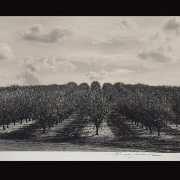 ROMAN LORANC "Rodden Orchard, 2005" : ROMAN LORANC (Polish b.1956) Rodden Orchard, 2005 Toned gelatin silver print, mounted Image: 9.5 x 13 inches/ 24 x 33 centimeters Signed in pencil lower right on mat "Roman Loranc" Verso: Titled, date
