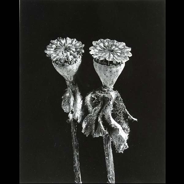 IMOGEN CUNNINGHAM "Poppies" photo: IMOGEN CUNNINGHAM (Californian 1883-1976) "Opium Poppies" Gelatin silver print. Sight: 11 x 9 inches. Trust print: embossed with blind-stamp signature.
