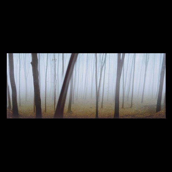 SYLVIA PLACHY "Transylvanian Woods, 2001": SYLVIA PLACHY (Hungarian b.1943) Transylvanian Woods, 2001 Digital C-print Image: 7.25 x 18 inches/ 18.4 x 45.7 centimeters Sheet: 11.5 x 22 inches/ 31.7 x 55.9 centimeters Verso: Signed in ink lower 