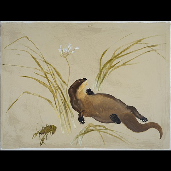 BRYAN WILSON Otter and Cray Fish oil on canvas: BRYAN WILSON (American 1927-2002) "Young Otter and Cray Fish" 1967 Oil on canvas. 36 x 48 inches. 37 x 49 inches. Initialed and dated top center "W67" and annotated verso. PROVENANCE: Gumps Gallery la