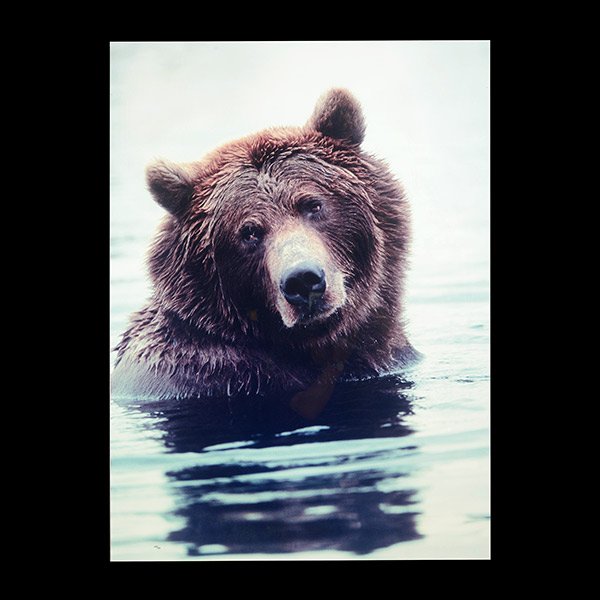 THOMAS MANGELSEN Massive Photo of Grizzly Bear: THOMAS MANGELSEN (American, born 1945) "Grizzly Bear" Color photograph. Sight: 39 x 29 inches. Frame: 54 1/2 x 44 1/2 inches. Numbered in black ink l/l "923/950".