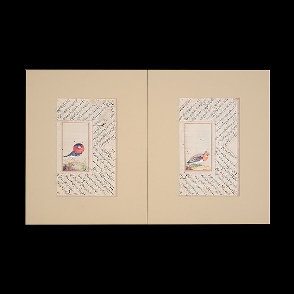 2 Mughal School Illuminated Manuscripts, 18th Century: Two Mughal School Illuminated Manuscripts Each is a nature study of local birds. 18th Century {10 1/2 x 6 3/4 inches (26.6 x 17.1 cm) each approximately} Provenance: Butterfield & Butterfield, Sale No
