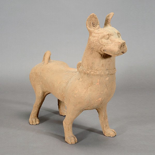 A Han Style Ceramic Model of Dog: A Han Style Ceramic Model of Dog Shown proudly standing four-square with large triangular ears and a short tail curling upon its back, wearing a studded harness. {Height: 26 inches (66 cm) approximate