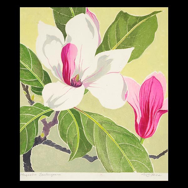 WILLIAM S. RICE "Magnolia Soulangeana" Color Woodblock (1 of 6)