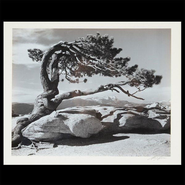 ANSEL ADAMS "Jeffery Pine" Gelatin Silver Print. (1 of 5)