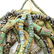Collection of Venetian, African Trade Beads. - 4