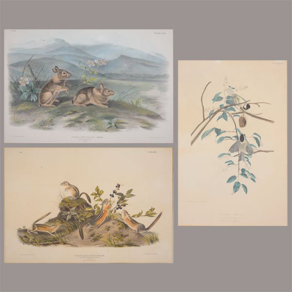 After JOHN JAMES AUDOBON Three Framed Prints. (1 of 4)
