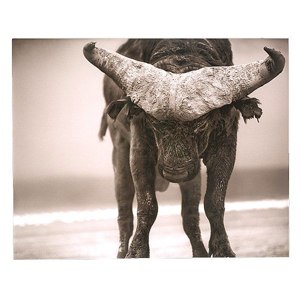 NICK BRANDT "Water Buffalo" Pigment Print. (1 of 4)