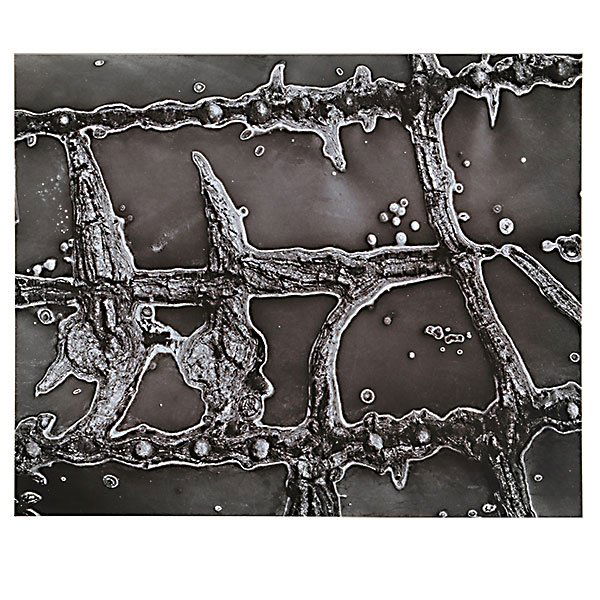 BRETT WESTON Cactus Abstraction 1965(Baja Series) (1 of 3)