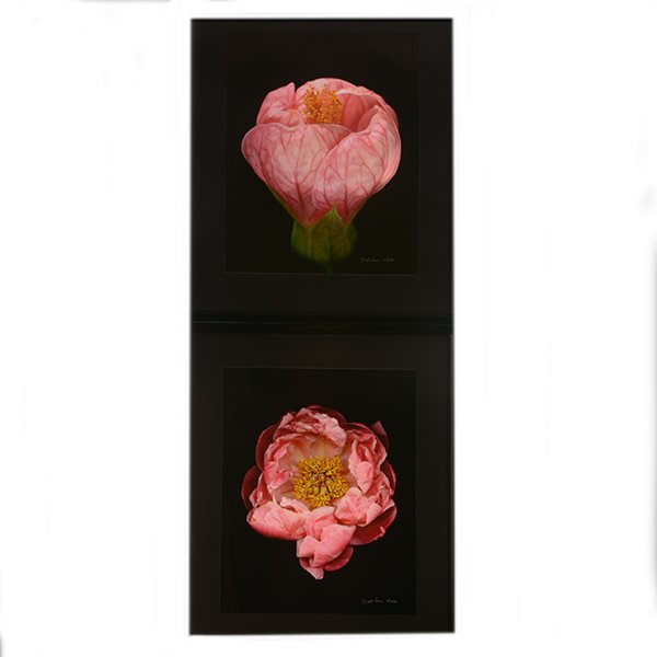 DAVID LEASER "Flowers" Photograph. (1 of 6)