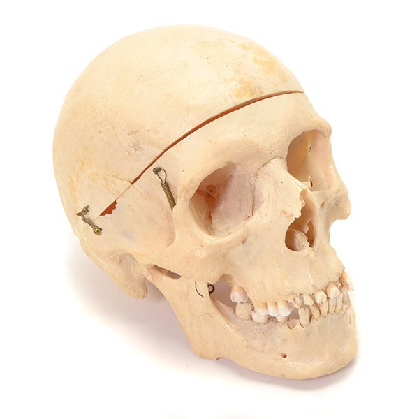 Human Skull Medical Specimen (1 of 9)
