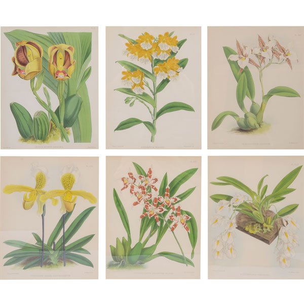 A Set of Six 19th Century Prints of Bromeliads of (1 of 7)