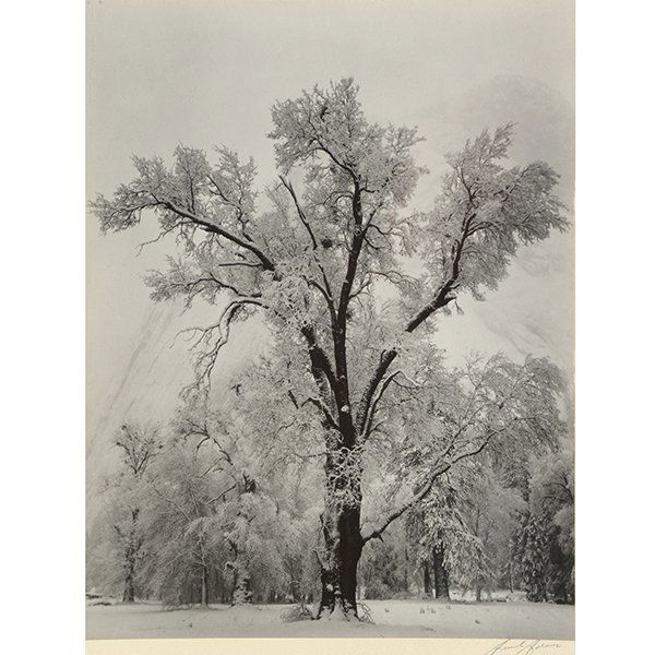 ANSEL ADAMS "Oak Tree, Snowstorm" Silver Gelatin Print. (1 of 6)