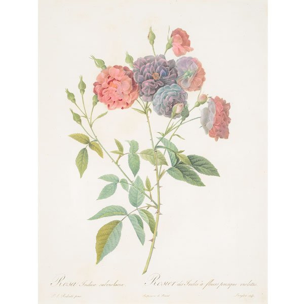 Pierre Joseph Redoute "Rosa Indica" hand colored (1 of 5)