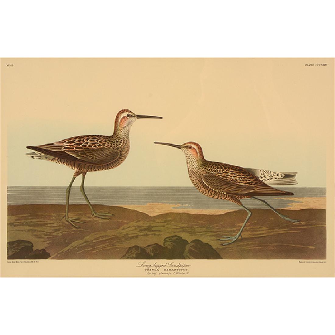 After John James Audubon "Long-legged Sandpiper" (1 of 9)