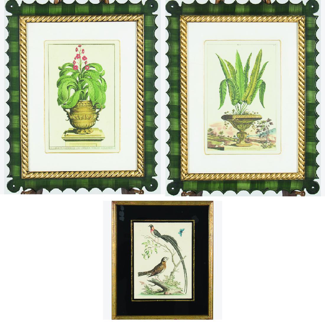 George Edwards (1694-1773) Bird Study, Colored etching (1 of 11)