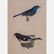 A Group of Three Colored Lithographs Depicting Birds by - 3